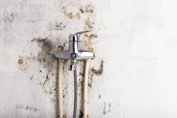 Best Health and Safety Mold Remediation in Fairfax, CA