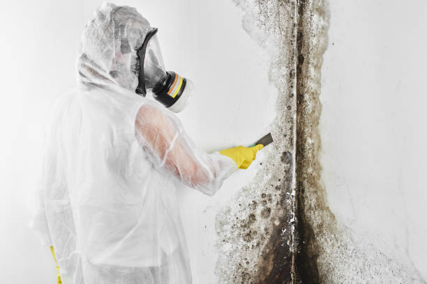 Best Mold Remediation for Specific Building Types in Fairfax, CA
