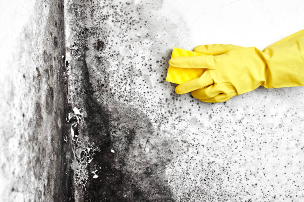 Professional Mold Remediation in Fairfax, CA