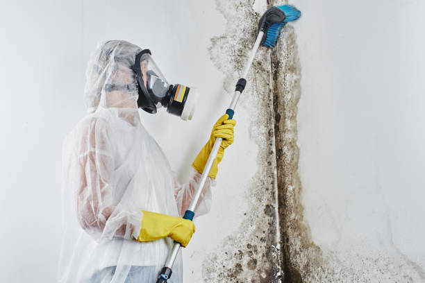 Best Post-Remediation Services in Fairfax, CA