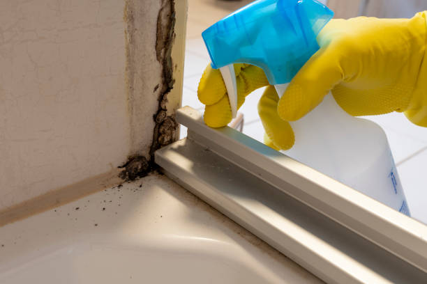 Best Residential Mold Remediation in Fairfax, CA