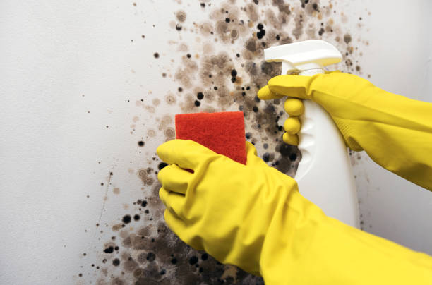 Best Preventive Mold Services in Fairfax, CA