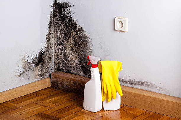 Best Basement Mold Remediation in Fairfax, CA