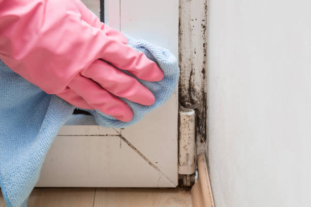 Best Attic Mold Remediation in Fairfax, CA