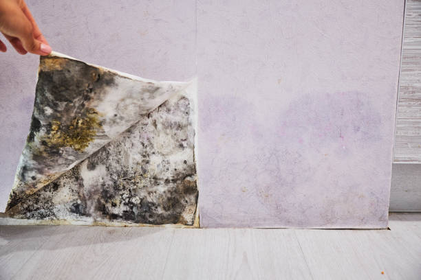 Best Mold Testing and Inspection Services in Fairfax, CA